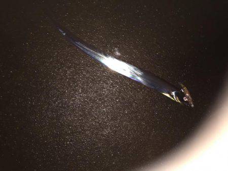 シーバス狙いが