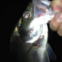 ヒラセイゴ遊び