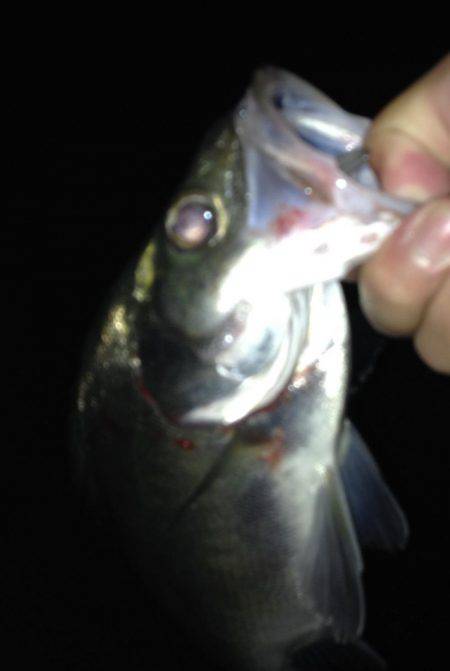 ヒラセイゴ遊び