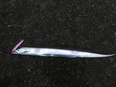 ポーアイ沖堤釣行