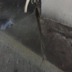 久々に太刀魚釣りに来ました