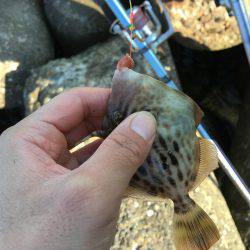 カレイ狙いその4