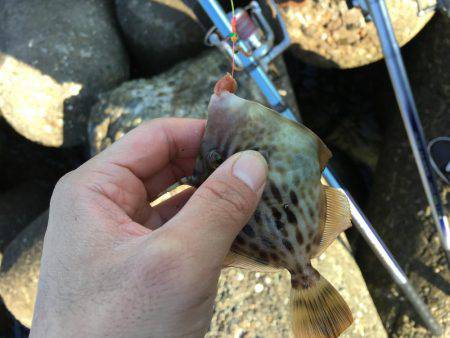 カレイ狙いその4