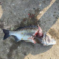 衣奈で久しぶりのカゴ釣り