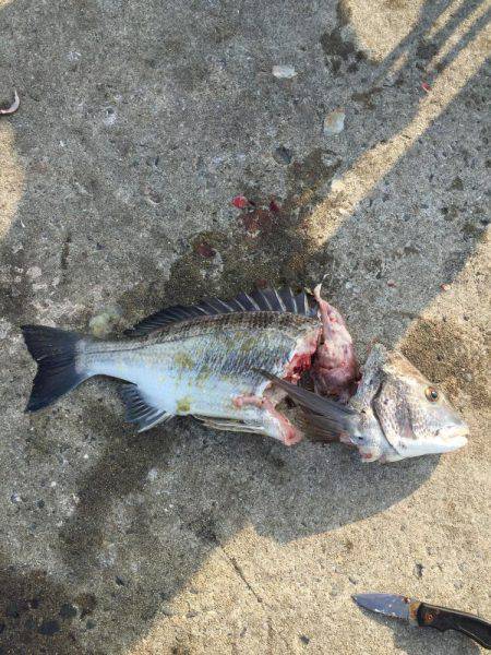 衣奈で久しぶりのカゴ釣り