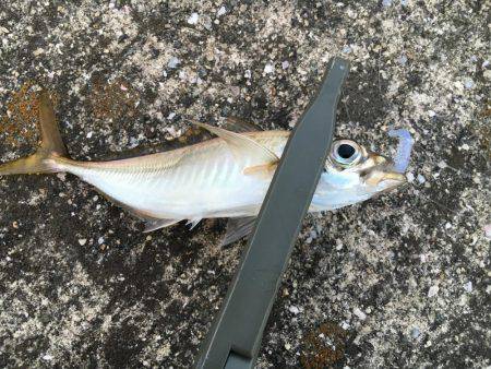 アジング難しい…