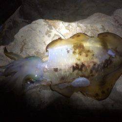 アジングからヤエン釣り！