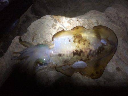 アジングからヤエン釣り！