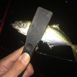 久しぶりに入れ食い