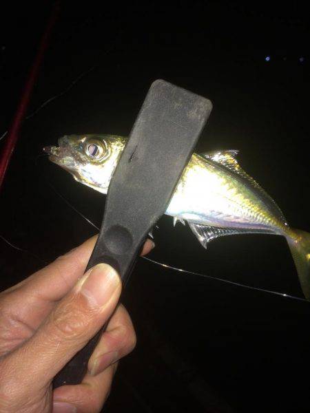 久しぶりに入れ食い