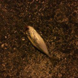 アジングのはずが