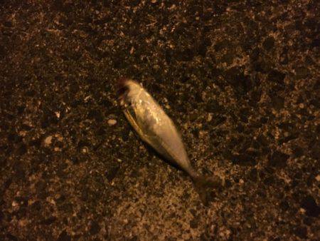 アジングのはずが