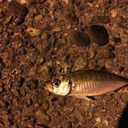 久々アジング！