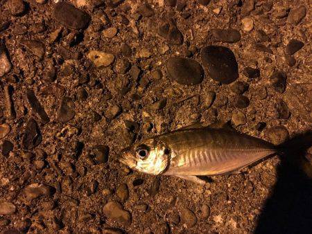 久々アジング！