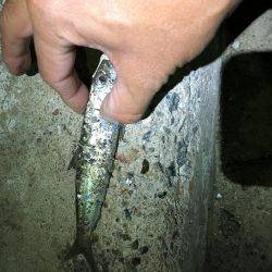 アジングならぬ‥