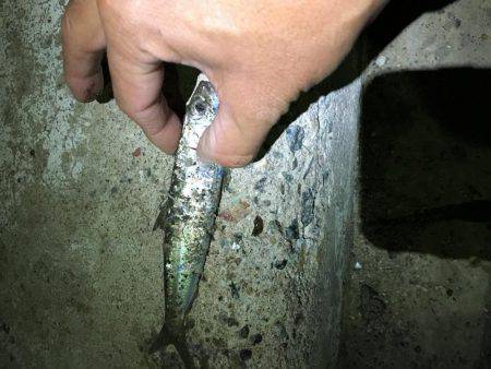 アジングならぬ‥