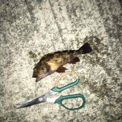 ガシラもいいですや