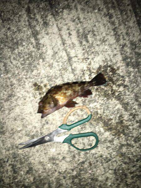 ガシラもいいですや