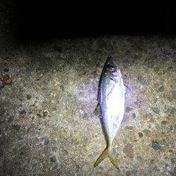 メバルは見れず…