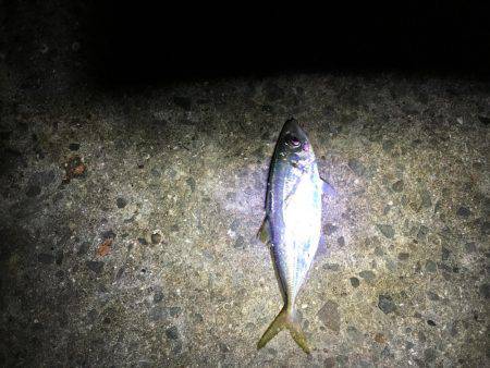 メバルは見れず…