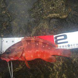 ロックフィッシュ