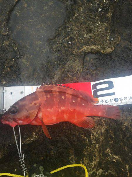 ロックフィッシュ