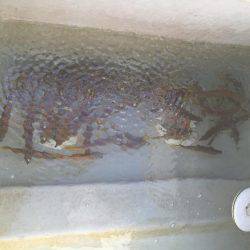 鯛、ハマチ、鯵