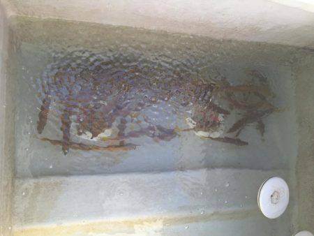 鯛、ハマチ、鯵