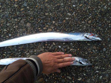 タチウオワインド