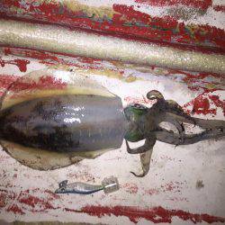 なかなかサイズのアオリ