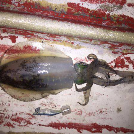 なかなかサイズのアオリ