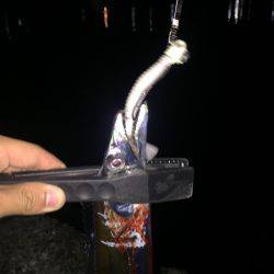 夜のタチウオ釣行