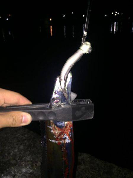 夜のタチウオ釣行