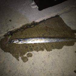 厳しい状況の中での釣行!!