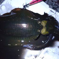 食べごろサイズのアオリイカget♪