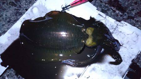 食べごろサイズのアオリイカget♪