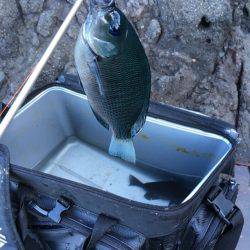 カゴ釣り in 今子浦