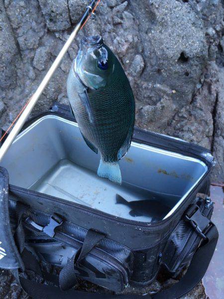 カゴ釣り in 今子浦