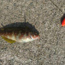 高気圧の影響で週末は、晴れて心地よい釣り日和でした。