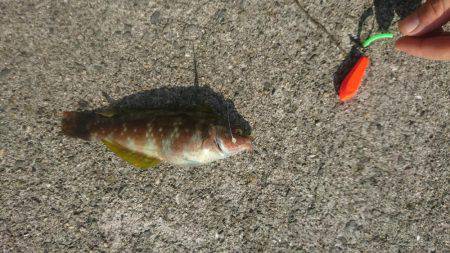高気圧の影響で週末は、晴れて心地よい釣り日和でした。