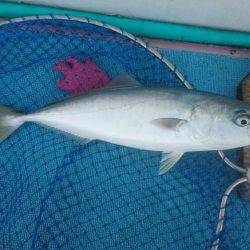 海の大物を探しに旅に出た