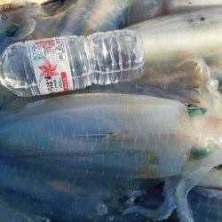 Magic(マジック) 釣果