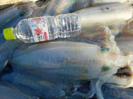 Magic(マジック) 釣果