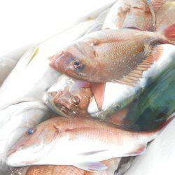 こうゆう丸 釣果