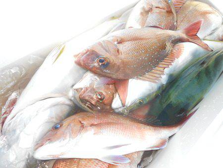 こうゆう丸 釣果