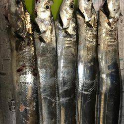 ミノータチウオ