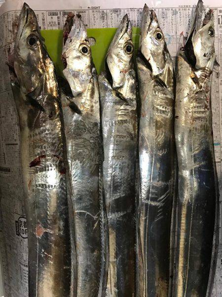 ミノータチウオ