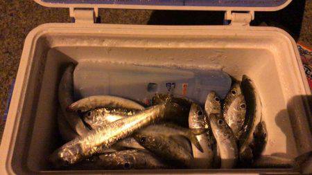 常夜灯リベンジ