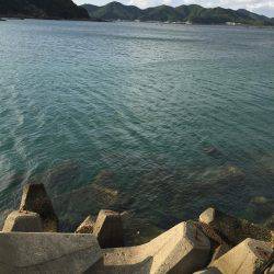 中紀、アオリイカの数が少し減って大きくなってきました