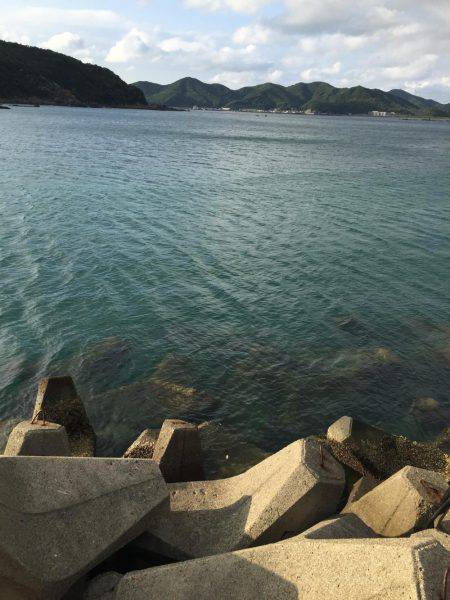 中紀、アオリイカの数が少し減って大きくなってきました